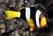 Clarkii Clown Fish
